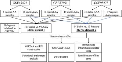 Identification of biomarkers and analysis of infiltrated immune cells in stable and ruptured abdominal aortic aneurysms